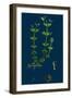 Trifolium Procumbens, Hop Trefoil-null-Framed Giclee Print