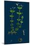 Trifolium Procumbens, Hop Trefoil-null-Mounted Giclee Print
