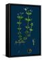 Trifolium Procumbens, Hop Trefoil-null-Framed Stretched Canvas