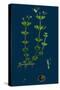 Trifolium Procumbens, Hop Trefoil-null-Stretched Canvas
