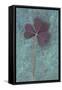 Trifolium Repens Purpurascens Lying on Copper-Den Reader-Framed Stretched Canvas