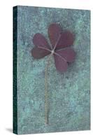 Trifolium Repens Purpurascens Lying on Copper-Den Reader-Stretched Canvas