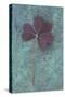 Trifolium Repens Purpurascens Lying on Copper-Den Reader-Stretched Canvas