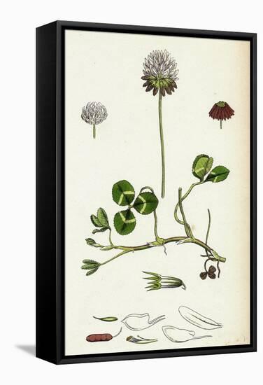 Trifolium Repens White Clover-null-Framed Stretched Canvas