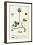 Trifolium Repens White Clover-null-Framed Giclee Print