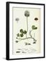 Trifolium Repens White Clover-null-Framed Giclee Print