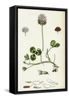 Trifolium Repens White Clover-null-Framed Stretched Canvas