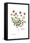 Trifolium stellatum, Flora Graeca-Ferdinand Bauer-Framed Stretched Canvas