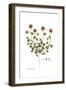 Trifolium stellatum, Flora Graeca-Ferdinand Bauer-Framed Giclee Print