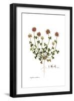 Trifolium stellatum, Flora Graeca-Ferdinand Bauer-Framed Giclee Print