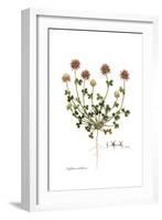 Trifolium stellatum, Flora Graeca-Ferdinand Bauer-Framed Giclee Print