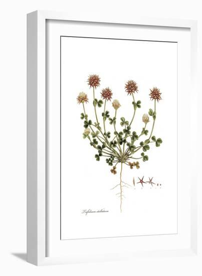 Trifolium stellatum, Flora Graeca-Ferdinand Bauer-Framed Giclee Print
