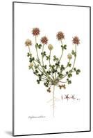 Trifolium stellatum, Flora Graeca-Ferdinand Bauer-Mounted Giclee Print