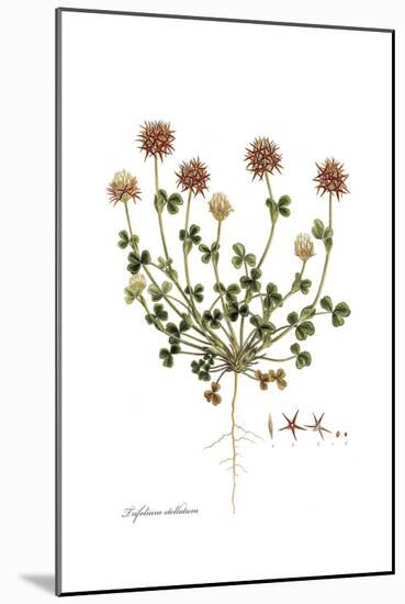 Trifolium stellatum, Flora Graeca-Ferdinand Bauer-Mounted Giclee Print