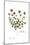 Trifolium stellatum, Flora Graeca-Ferdinand Bauer-Mounted Giclee Print