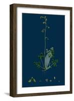 Trifolium Strictum; Upright Round-Headed Trefoil-null-Framed Giclee Print