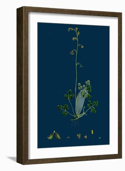 Trifolium Strictum; Upright Round-Headed Trefoil-null-Framed Giclee Print