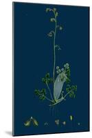 Trifolium Strictum; Upright Round-Headed Trefoil-null-Mounted Giclee Print