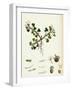 Trifolium Subterraneum Subterranean Trefoil-null-Framed Giclee Print