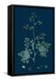 Trifolium Suffocatum; Dense-Flowered Trefoil-null-Framed Stretched Canvas