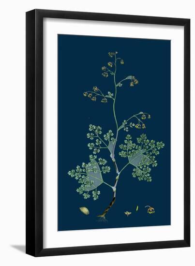 Trifolium Suffocatum; Dense-Flowered Trefoil-null-Framed Giclee Print