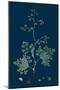 Trifolium Suffocatum; Dense-Flowered Trefoil-null-Mounted Giclee Print