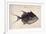 Trigger-Fish, 1585-John White-Framed Giclee Print