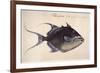 Trigger-Fish, 1585-John White-Framed Giclee Print