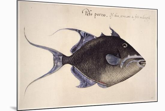 Trigger-Fish, 1585-John White-Mounted Giclee Print