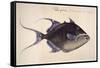 Trigger-Fish, 1585-John White-Framed Stretched Canvas