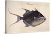 Trigger-Fish, 1585-John White-Stretched Canvas