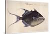 Trigger-Fish, 1585-John White-Stretched Canvas