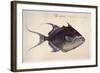 Trigger-Fish, 1585-John White-Framed Giclee Print