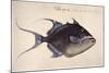 Trigger-Fish, 1585-John White-Mounted Giclee Print