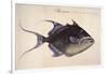 Trigger-Fish, 1585-John White-Framed Giclee Print