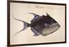 Trigger-Fish, 1585-John White-Framed Giclee Print