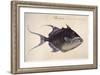 Trigger-Fish, 1585-John White-Framed Giclee Print