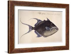 Trigger-Fish, 1585-John White-Framed Giclee Print