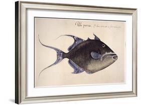 Trigger-Fish, 1585-John White-Framed Giclee Print