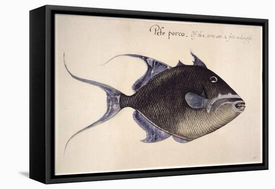 Trigger-Fish, 1585-John White-Framed Stretched Canvas