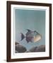 Trigger Fish-Richard Ellis-Framed Limited Edition