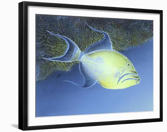 Trigger Fish-Durwood Coffey-Framed Giclee Print