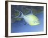 Trigger Fish-Durwood Coffey-Framed Giclee Print