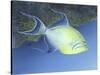 Trigger Fish-Durwood Coffey-Stretched Canvas