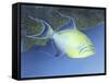 Trigger Fish-Durwood Coffey-Framed Stretched Canvas