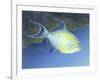 Trigger Fish-Durwood Coffey-Framed Giclee Print