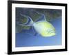 Trigger Fish-Durwood Coffey-Framed Giclee Print