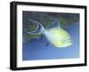 Trigger Fish-Durwood Coffey-Framed Giclee Print