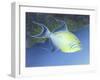 Trigger Fish-Durwood Coffey-Framed Giclee Print