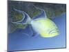 Trigger Fish-Durwood Coffey-Mounted Giclee Print